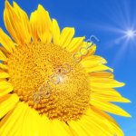 ГИБРИДЫ СЕМЕНА ПОДСОЛНЕЧНИКА АРЛИН (ГИБРИДЫ КУБАНИ) (ЭКСПРЕСС)