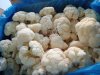 Капуста цветная замороженная