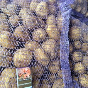 Картофель оптом из Брянской области