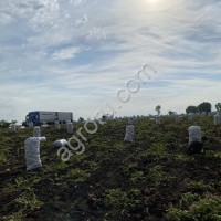 Картофель оптом