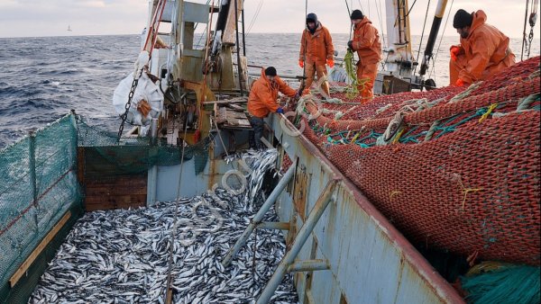 Краткий обзор рыбной отрасли