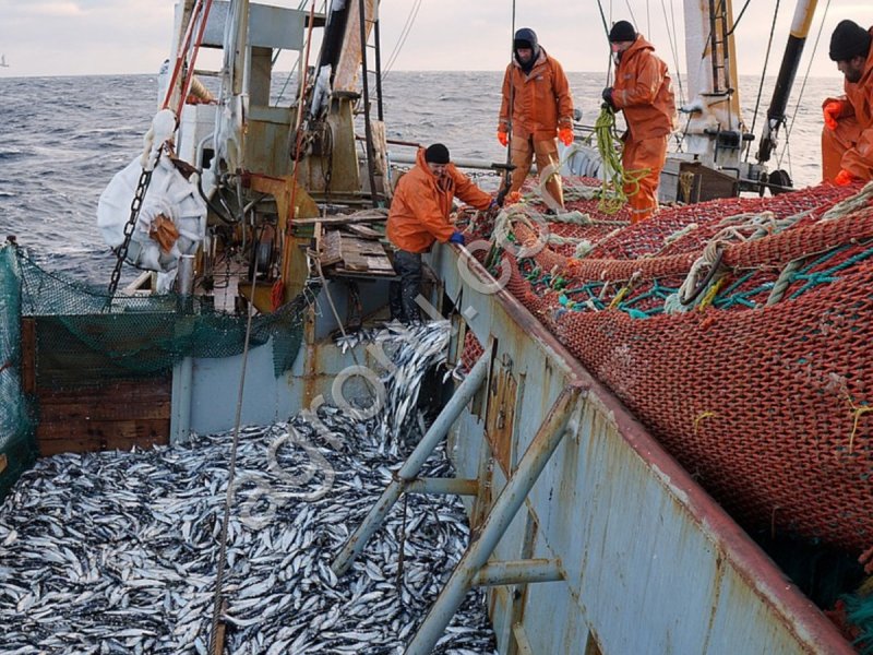 Краткий обзор рыбной отрасли