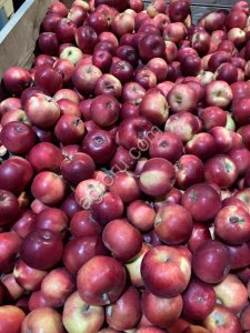 Сорта Глостер, чемпион, айдаред