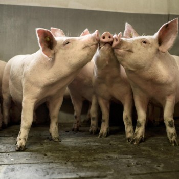 Главная проблема свиноводов - АЧС, - Краткий обзор рынка мяса