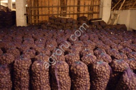 Картофель оптом свежий