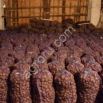 Картофель оптом свежий