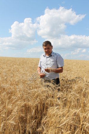 Пшеница 4 класса