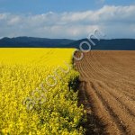 Хозяйство (2000Га)