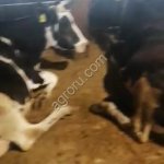 Коровы дойные чернопестрой породы