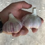 Чеснок Любаша