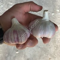 Чеснок Любаша