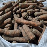 Морковь 2 сорта