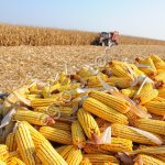Кукуруза