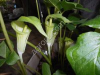 Растения ДВ (саженцы, семена)