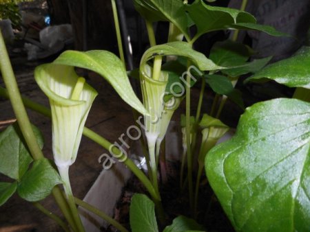 Растения ДВ (саженцы, семена)