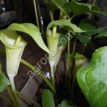 Растения ДВ (саженцы, семена)