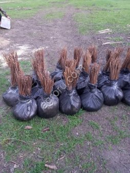 САЖЕНЦЫ МАЛИНЫ