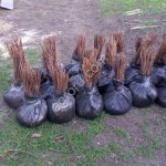 САЖЕНЦЫ МАЛИНЫ