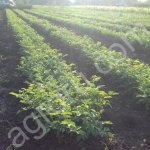 Безшипый сеянец шиповника (подвой для розы)