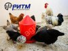 Кормушка для цыплят