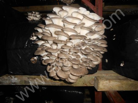 Грибы Вешеки и блоки от производителя