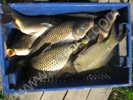Карп живой (0.8 - 2 кг)