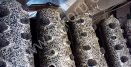 Отработанные грибные блоки вешенки, субстрат