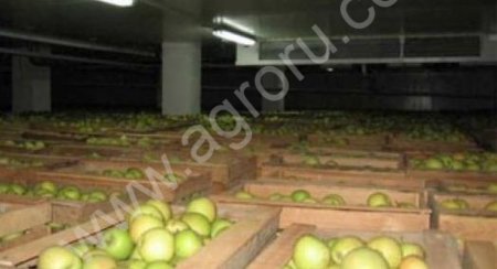 Яблоки оптом Айдаред, Семеренко, Голден