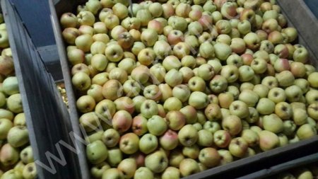 Яблоки Голден