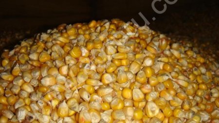 Кукурузу зерновая 17%