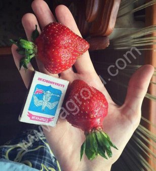 Рассада клубники