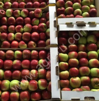 Яблоки оптом