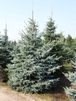 Посадочный материал оптом