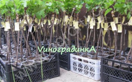 саженцы 2-х летнего винограда