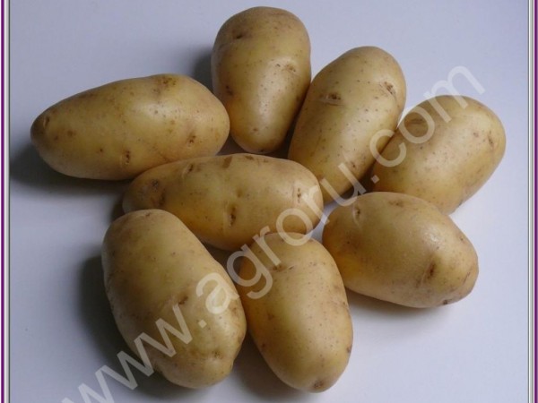 Картофель семенной Импала