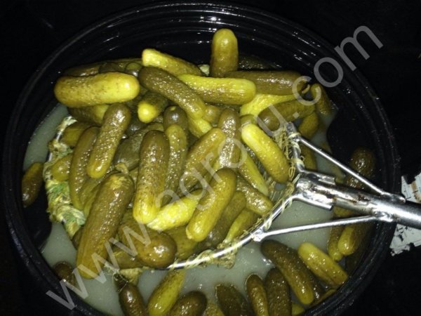 Квашения, соления, капуста, морковь