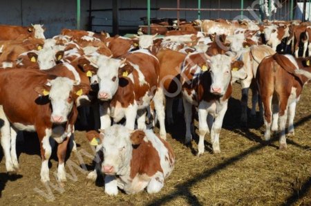 племенные нетели