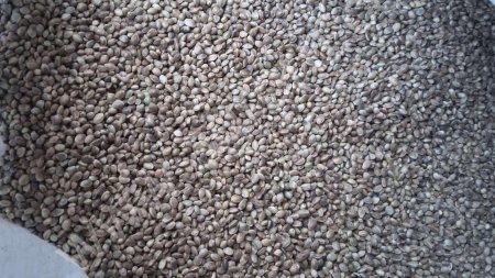 Конопля товарная