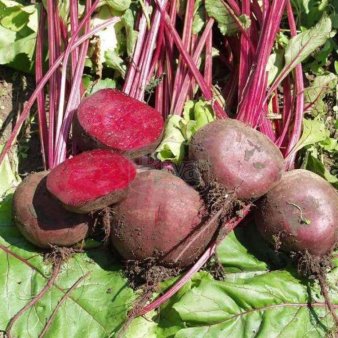 Свеклу, сорт Водан