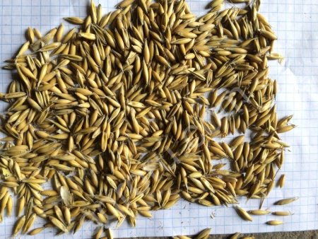 Овес фуражный