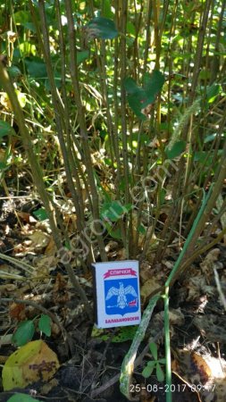 Подвой (антипка, груша)