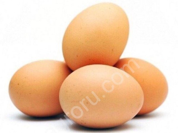 Яйцо куриное  СО