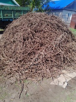 Корень солодки