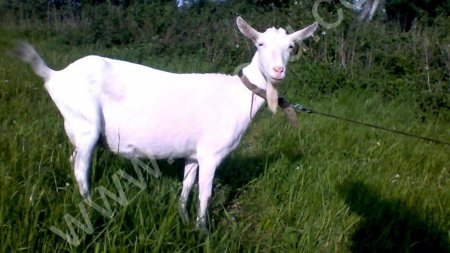 Зааненские козы