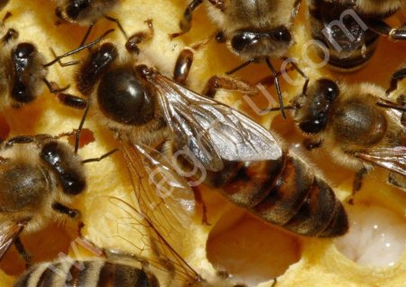 Пчеломатки и пчелопакеты