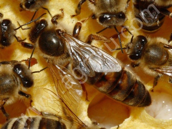 Пчеломатки и пчелопакеты