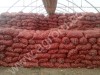 лук репчатый