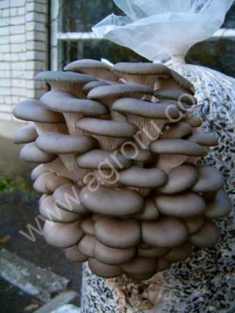 Вешенка оптом (Устричные грибы)