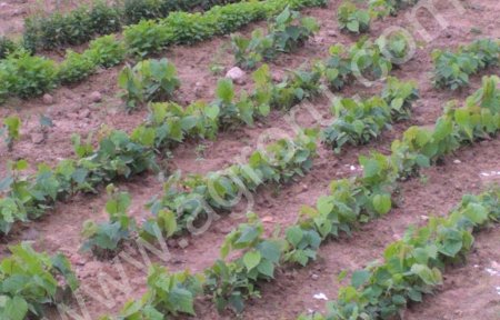 Липа мелколистная саженцы