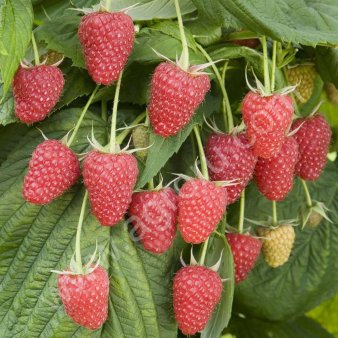 малина саженцы